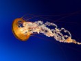 /album/fotogaleria-inicio/jellyfish-jpg/